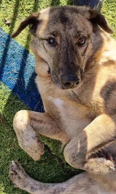 Mischu, male senior Mixed Breed for adoption at The Oldies Club