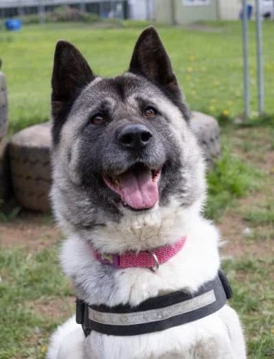 Tigi, female 7yo Mixed Breed for adoption at The Oldies Club
