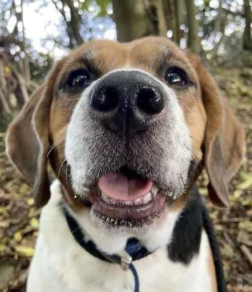 Jake, male senior Mixed Breed for adoption at The Oldies Club