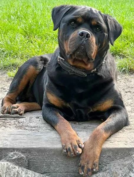 Kimi, female senior Mixed Breed for adoption at The Oldies Club