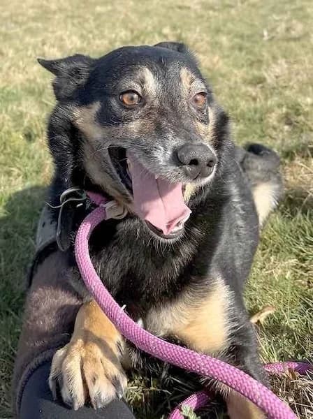 Dancer, male senior Mixed Breed for adoption at The Oldies Club