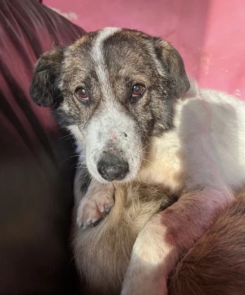 Roger, male senior Mixed Breed for adoption at The Oldies Club