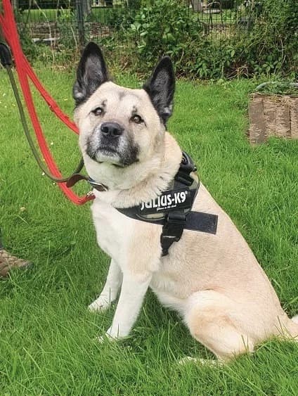 Bonnie, female senior Mixed Breed for adoption at The Oldies Club