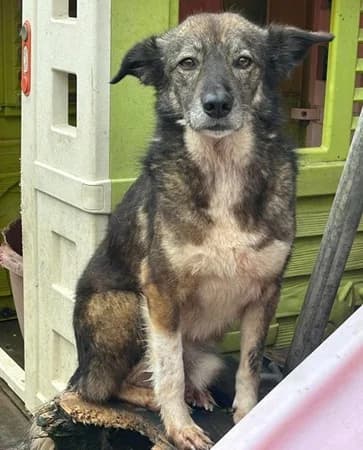 Stanley, male 4yo Mixed Breed for adoption at The Oldies Club