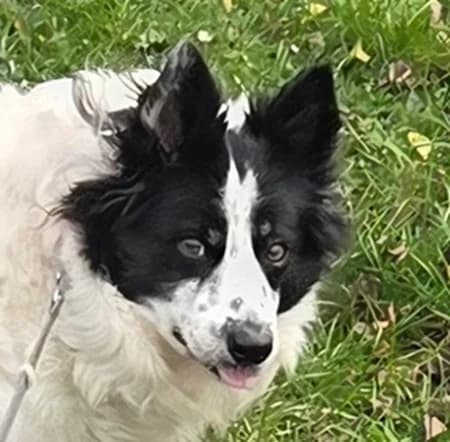 Elsa, female senior Mixed Breed for adoption at The Oldies Club