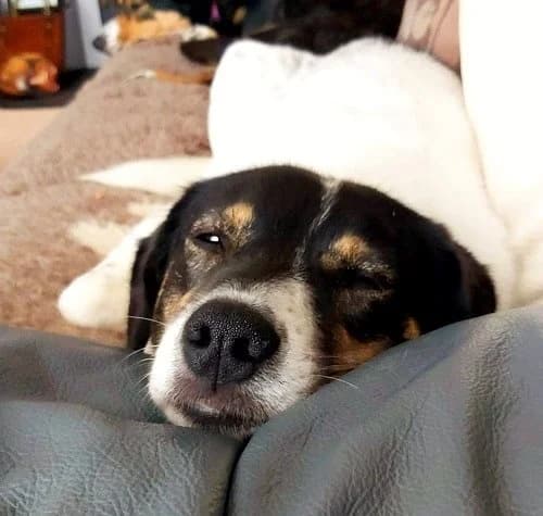 Maureen, female senior Mixed Breed for adoption at The Oldies Club