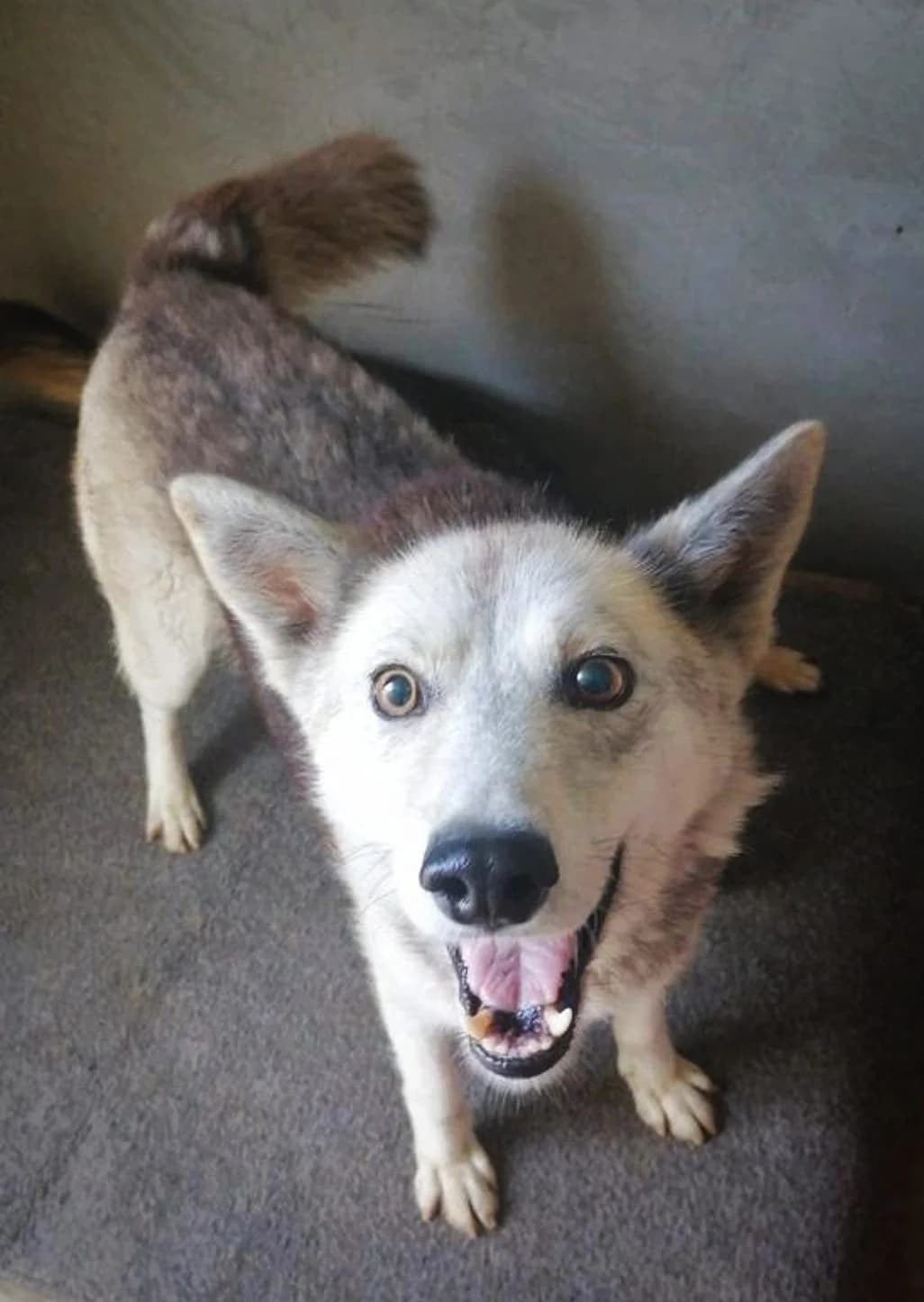 Marlowe, male senior Mixed Breed for adoption at The Oldies Club