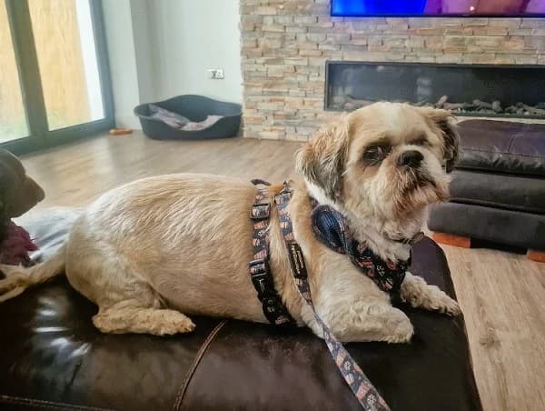 Milo, male senior Mixed Breed for adoption at The Oldies Club