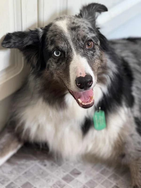 Floki, male 7yo Mixed Breed for adoption at The Oldies Club