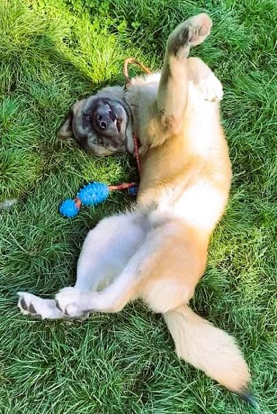 Arthur, male senior Mixed Breed for adoption at The Oldies Club