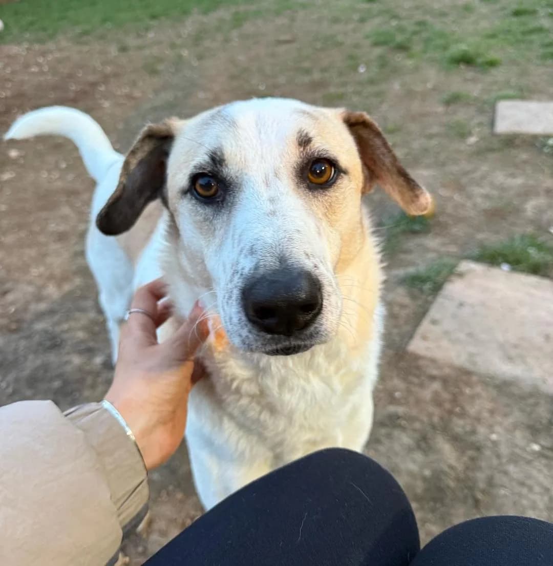 Ralph, male senior Mixed Breed for adoption at The Oldies Club