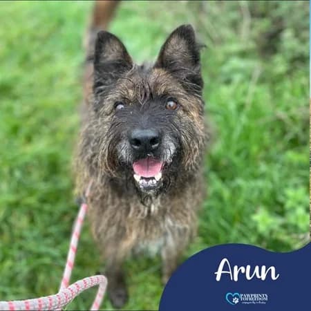 Arun, male senior Mixed Breed for adoption at The Oldies Club