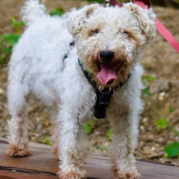 Sunny, male senior Mixed Breed for adoption at The Oldies Club