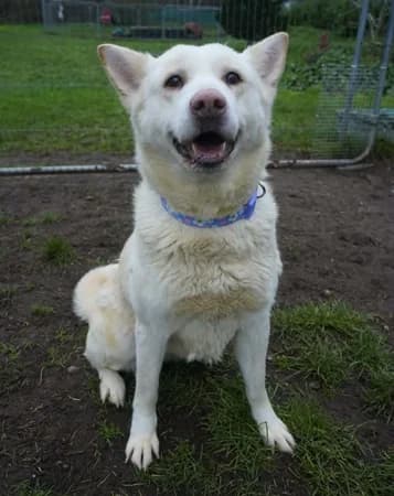 Mitzi, female senior Mixed Breed for adoption at The Oldies Club