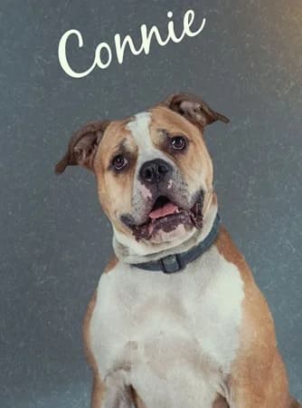 Connie, female senior Mixed Breed for adoption at The Oldies Club