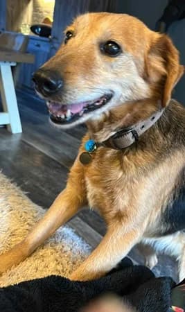 Hera, female senior Mixed Breed for adoption at The Oldies Club