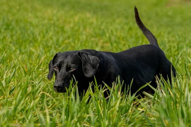 Cutie Lucy Dachshund, Mixed Breed (The Oldies Club)