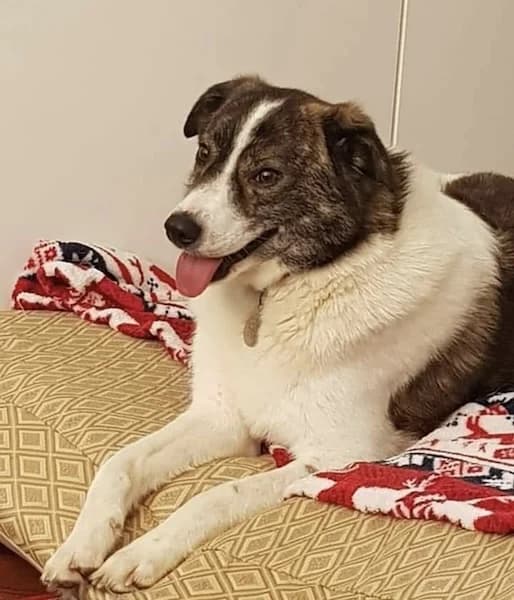 Albie, Mixed Breed (The Oldies Club)