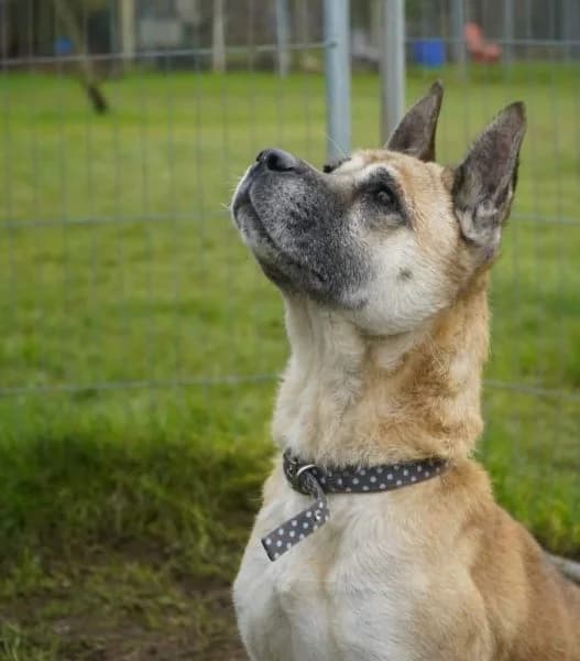 Holly, female 7yo Mixed Breed for adoption at The Oldies Club