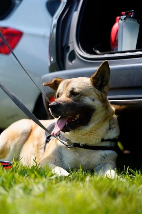 Missy, Mixed Breed (The Oldies Club)