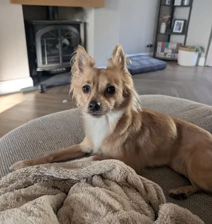Sookie, Mixed Breed (The Oldies Club)