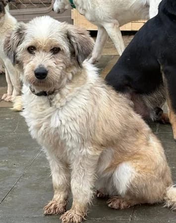 Kim, Mixed Breed (The Oldies Club)