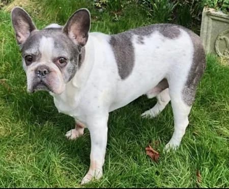 Stanley, Mixed Breed (The Oldies Club)
