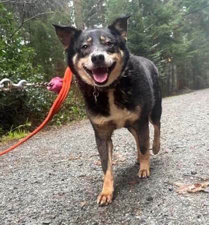 Ben, Mixed Breed (The Oldies Club)