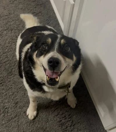 Tina, Mixed Breed (The Oldies Club)