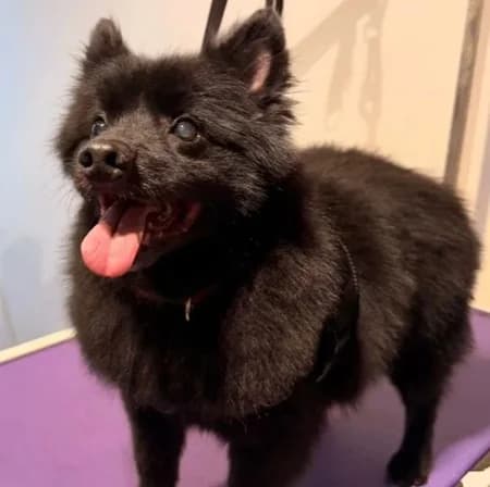 Derek, Mixed Breed (The Oldies Club)