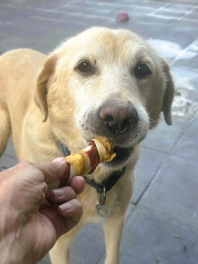 Rupert, Mixed Breed (The Oldies Club)