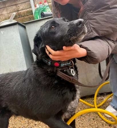 Merlin, Mixed Breed (The Oldies Club)