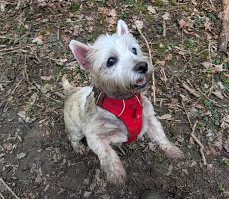 Lou, Mixed Breed (The Oldies Club)