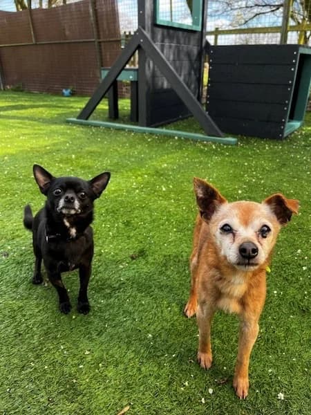 Tammy and Denzel, male senior Mixed Breed for adoption at The Oldies Club