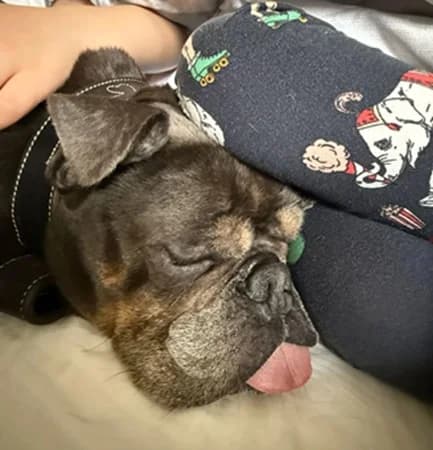 Titch, Mixed Breed (The Oldies Club)