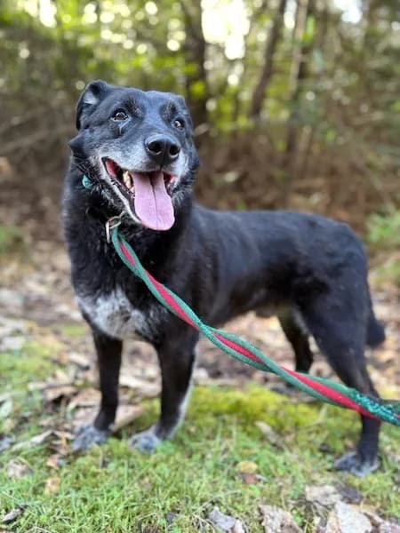Aramis, male 7yo Mixed Breed for adoption at The Oldies Club