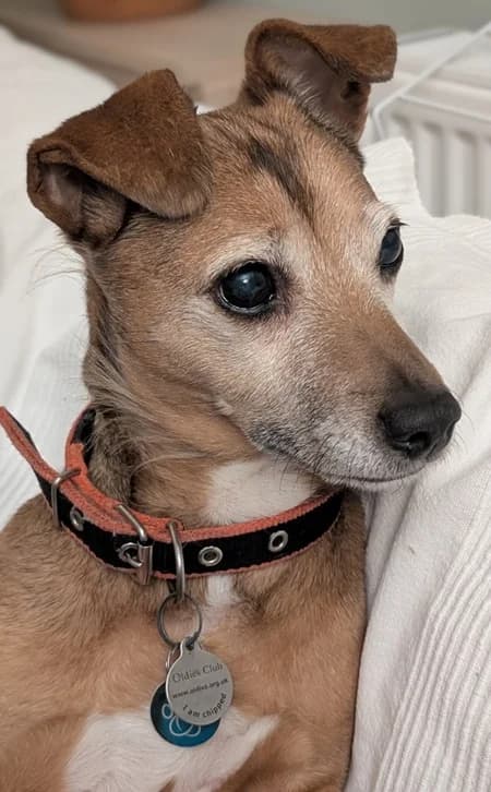 Billy the entertainer, male senior Mixed Breed for adoption at The Oldies Club
