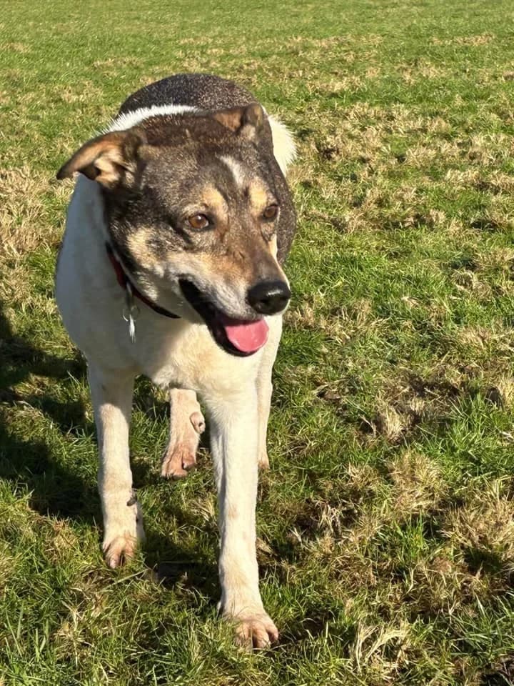 Benjamin, Mixed Breed (The Oldies Club)
