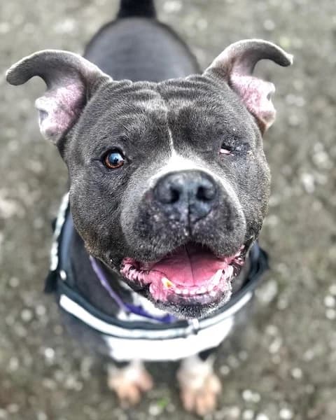 Freddy, male 7yo Mixed Breed for adoption at The Oldies Club