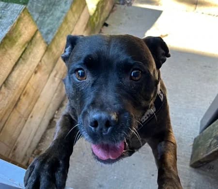 Molly, female senior Mixed Breed for adoption at The Oldies Club