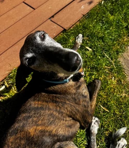 Rafi, female senior Mixed Breed for adoption at The Oldies Club