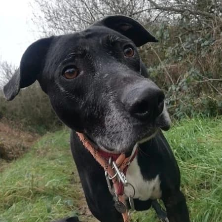 Max, male senior Mixed Breed for adoption at The Oldies Club