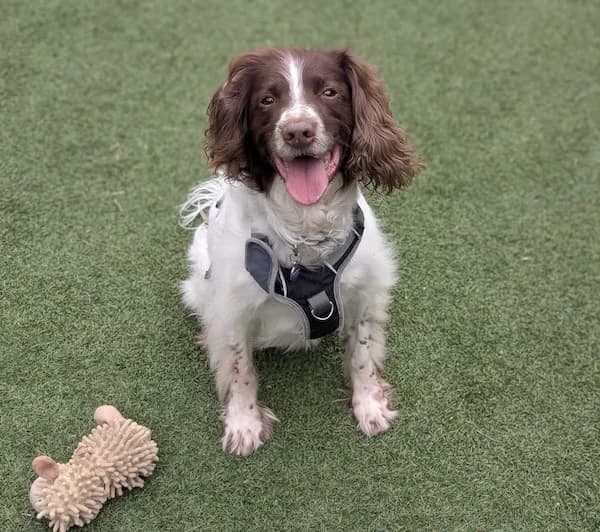 Kenny, male senior Mixed Breed for adoption at The Oldies Club