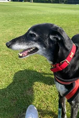 Prince, male senior Mixed Breed for adoption at The Oldies Club