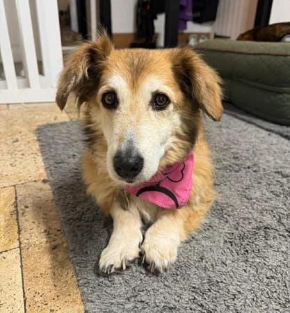 Lenia, female Mixed Breed for adoption at The Oldies Club