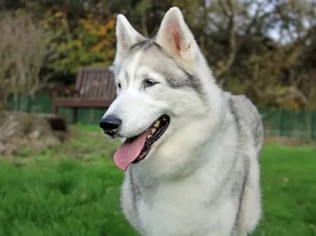 Sky, Mixed Breed (The Oldies Club)