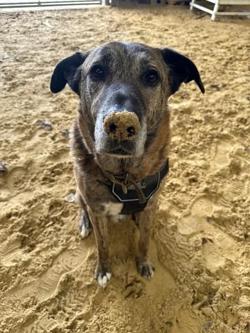 Mr. Camel, Mixed Breed (The Oldies Club)