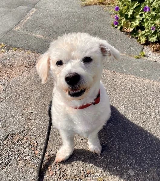 Odie, Mixed Breed (The Oldies Club)
