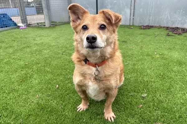 Tomasz, Mixed Breed (The Oldies Club)