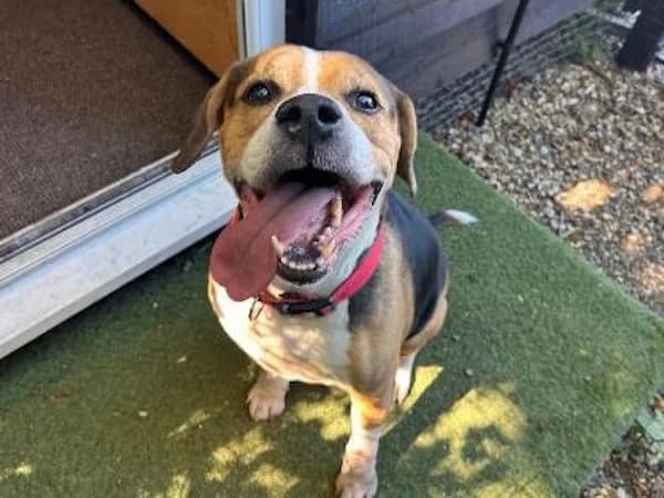 Squid, Mixed Breed (The Oldies Club)